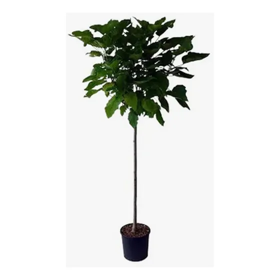 Arbol Ficus Plantas Artificiales 120 Cm 