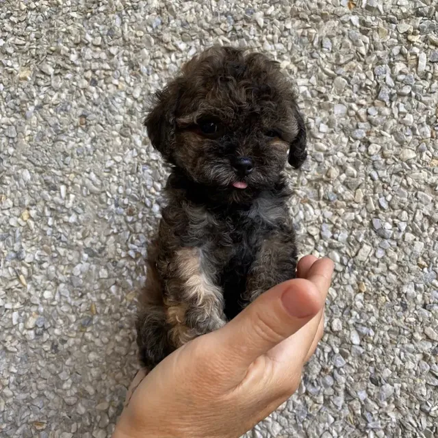 Cachorro Poodle 