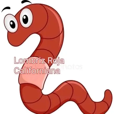 Lombriz Roja Contadas A Mano 1x1