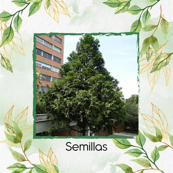 200 Semillas De Pino Romerón 