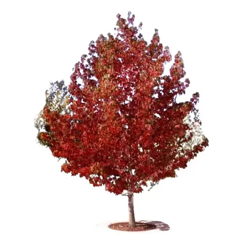 Super Combo Liquidambar +lapacho Rosa + Jacarandá Oferton!!
