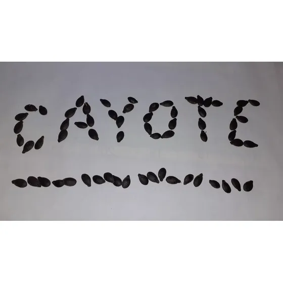20 Semillas De Cayote/ Alcayota