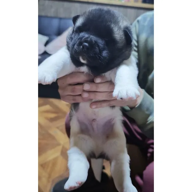 Hermoso Machito Akita Americano Beige