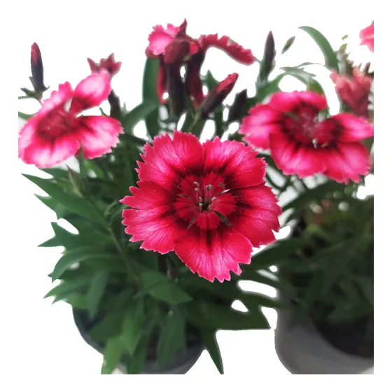 Clavelina M12 Cajón X 15 Plantas Greenonline Vivero