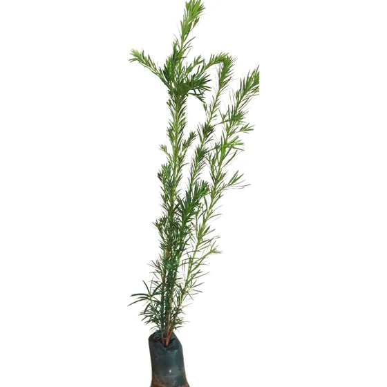 Kit Com 5 Mudas De Podocarpus: 1,20 M A 1,40 M