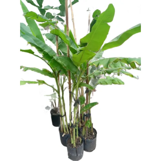 Bananero  Zebrina /coccinea E10