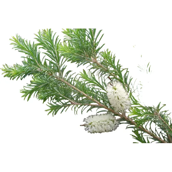 Melaleuca O Calistemo Blanco E. 04 Lts  - Vivero Kirken