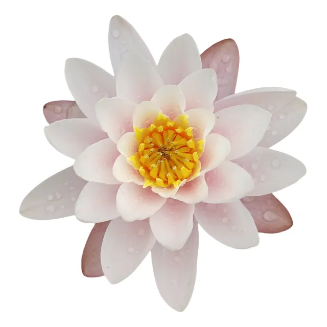 Pack 7 Flor De Loto, Nenúfar + Plantas Acuáticas Estanque