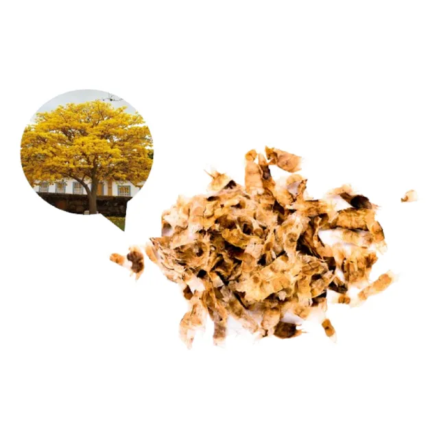 Lapacho Tabebuia Semillas Recién Recolectadas