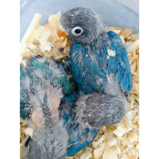 Agapornis Personata Filhotes