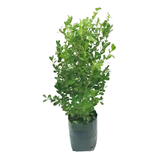 Buxus, Arrayán #2