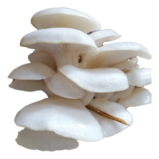 Micelio Semilla Seta Blanca 2 Kg Micelio Semilla Seta Blanca 2 Kg