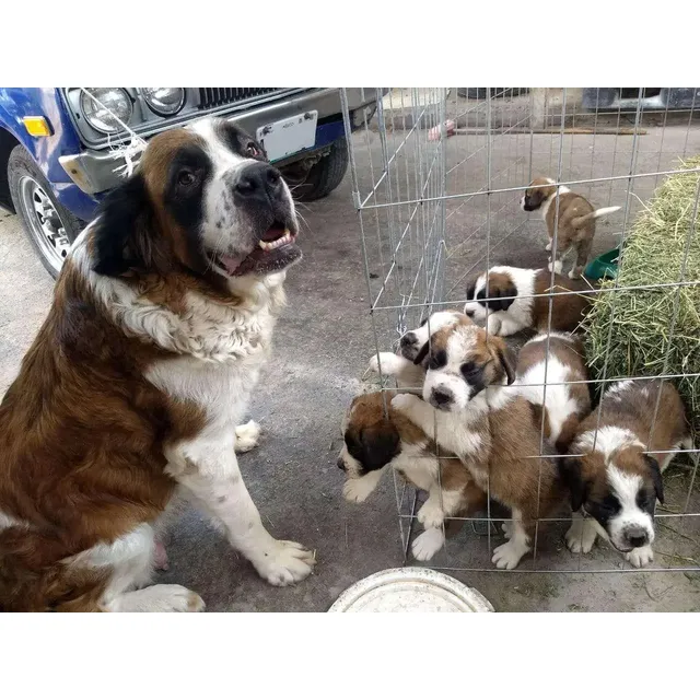 Cachorros San Bernardo