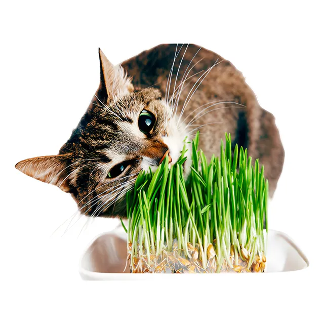 Trigo Semillas Pasto Gatuno Repuesto 2 Kilos Para Germinar