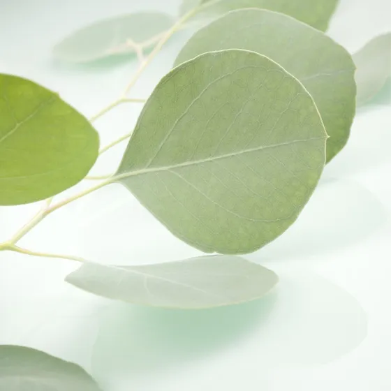 Eucalyptus Cinerea, Eucalipto Cinerea