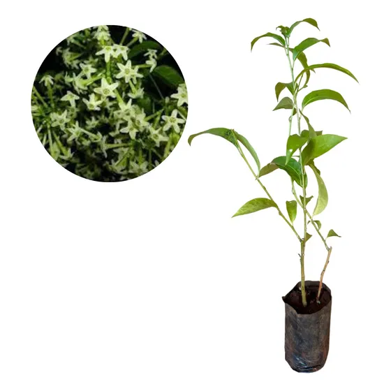 Muda De Dama Da Noite Perfumada Prestes A Florir
