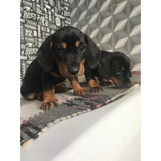 Lindos Filhotes Basset Dachshund - Machinhos E Fêmeas