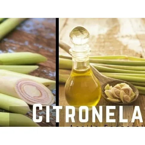 Fragancias De Citronela 