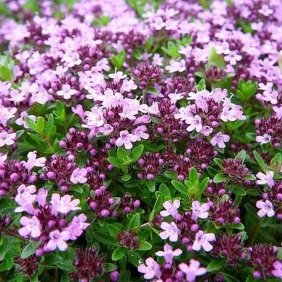 Tomilho Roxo Rasteiro 1000 Sementes Flor Erva Para Mudas