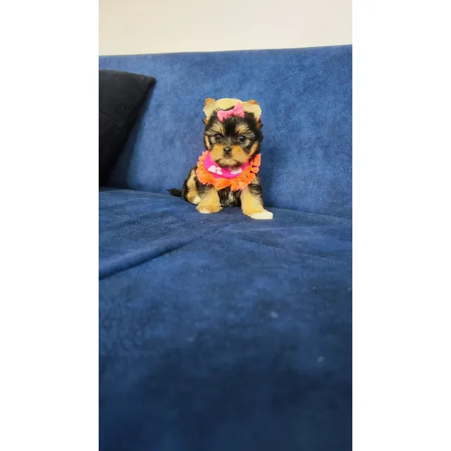 Cachorros Yorkshire Hembra Y Macho