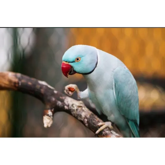 Filhote Ring Neck Pet Mansinho Azul - Rj