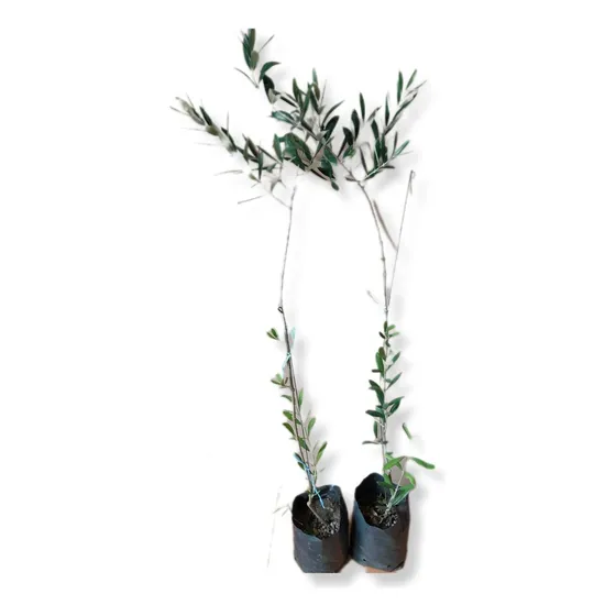 Olivo Picual Doble Propósito Árbol De 1 Mt Nuevos!!!