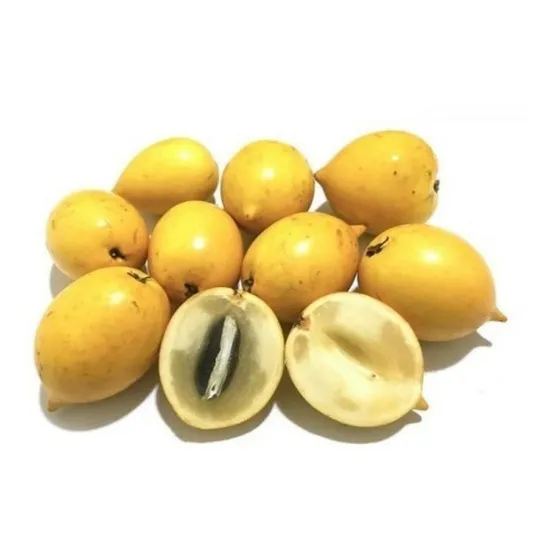 Muda De Abiu Amarelo Para Produzir - Exótica