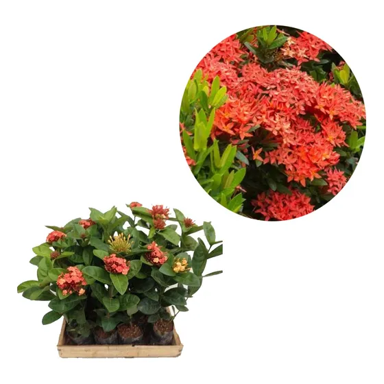  Ixoria Ixora Midi Vermelha 10 Mudas Paisagismo