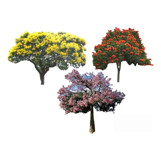 Combo Ibirapitá, Tulipanero Y Palo Borracho , Árboles 100 Cm