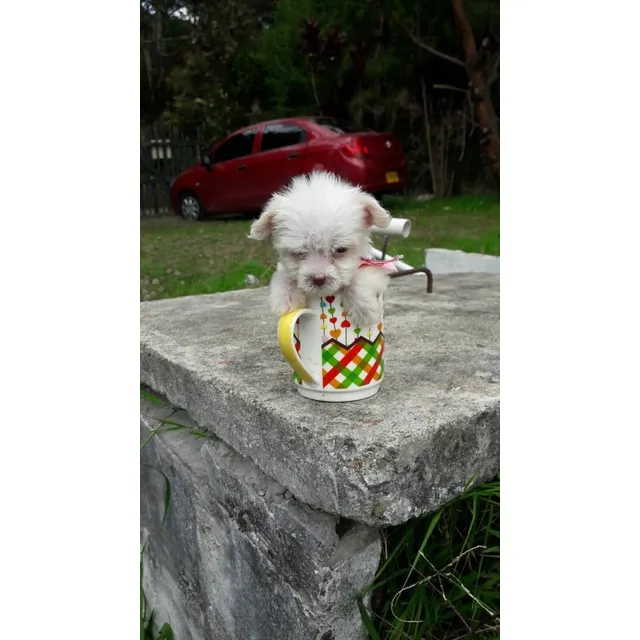 Poodle Tacita De Te 