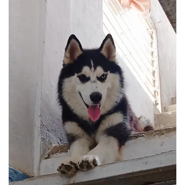 Cachorros Husky Siberiano