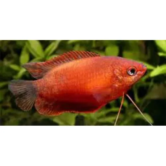 Pct. C/ 10 Peixes Colisa Labiosa - Água Doce - Aquário