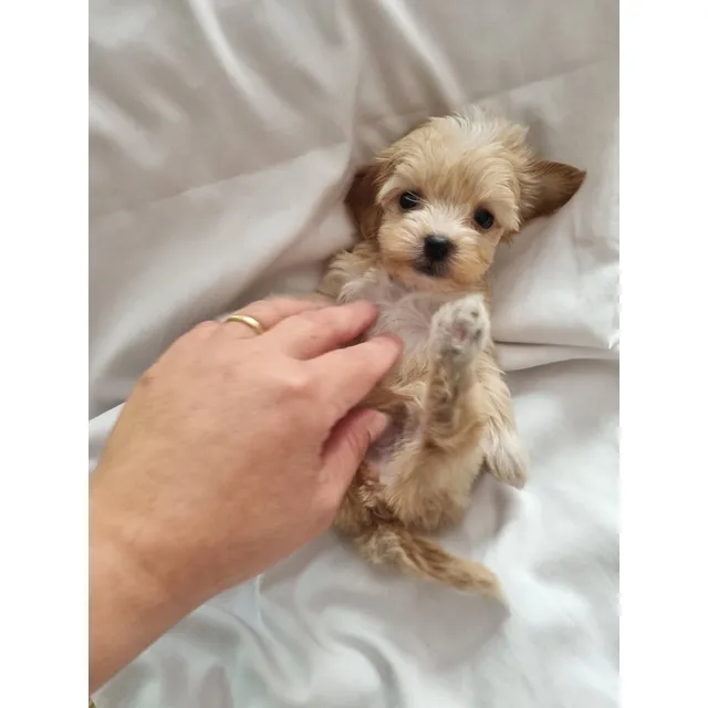 Maltipoo Mini