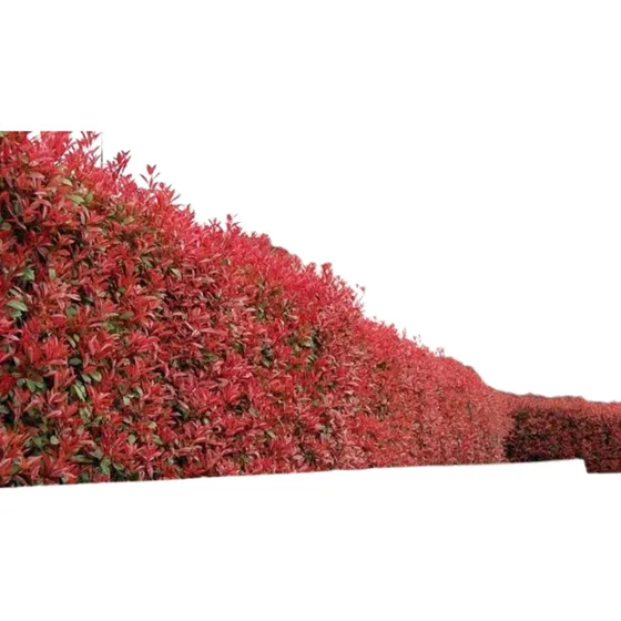 Eugenias Para Cercas Vivas Climas Templados Y Fríos 