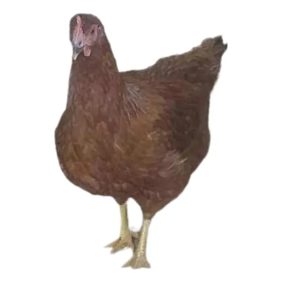 12 Frangas Embrapa 051 Com 60 Dias