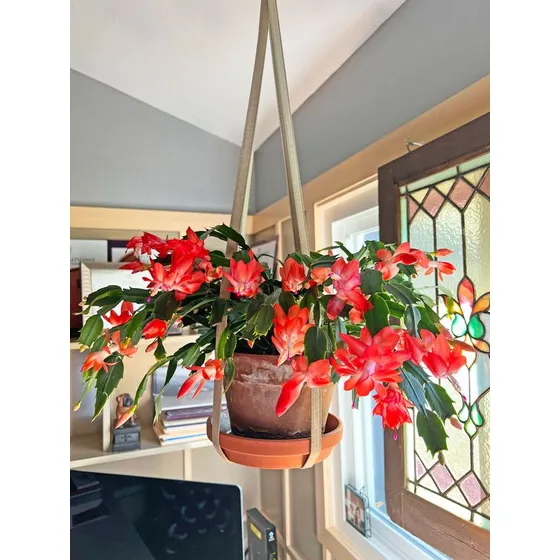 Cactus Navidad Rojo 