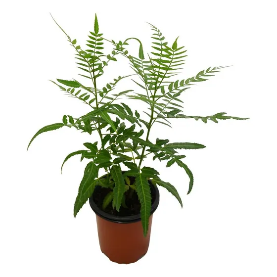 Aguaribay, Falso Pimentero ( Schinus Molle)