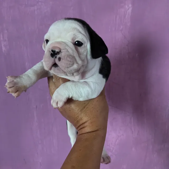 Cachorros Bulldog Francés