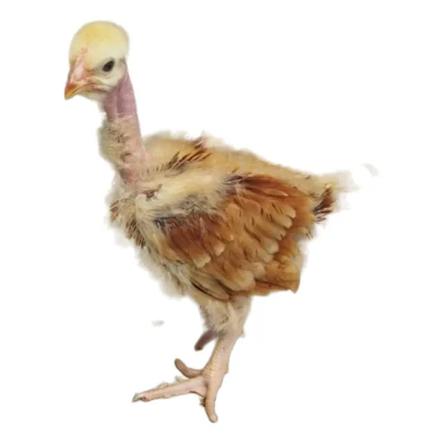 Pollitos Bulico