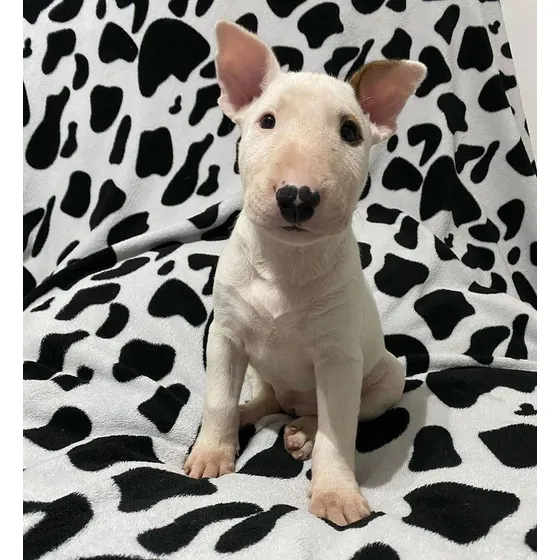 Cachorros Bullterrier Pedigrí Vacunados Tienda Física