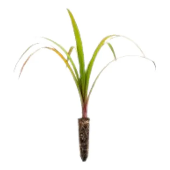 Muda De Pandano (pandanus Utilis)