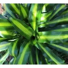 Planta Del Palo De La Felicidad ( Palo De Brasil O De Agua)