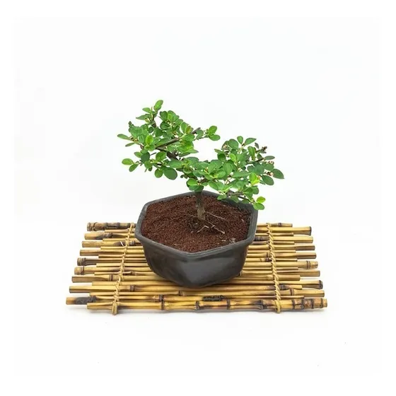 Bonsai Cotoneaster Dammeri 8años 20cm En Maceta Esmaltada N2