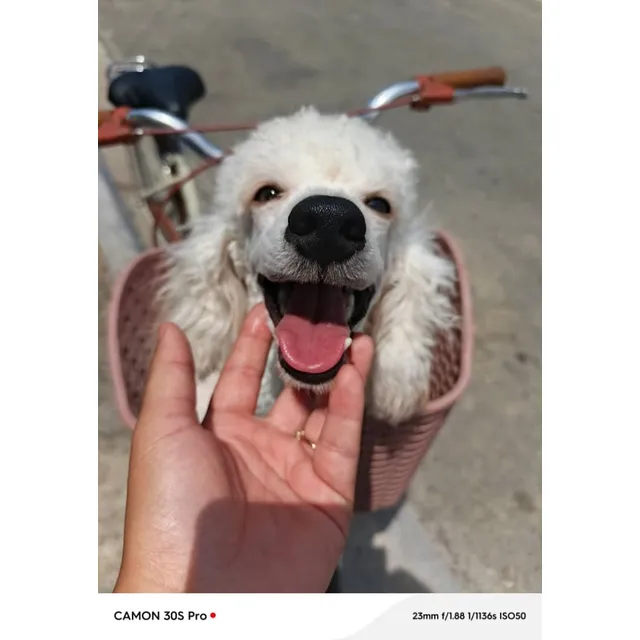 Cachorros  Poodle Y Otras Razas