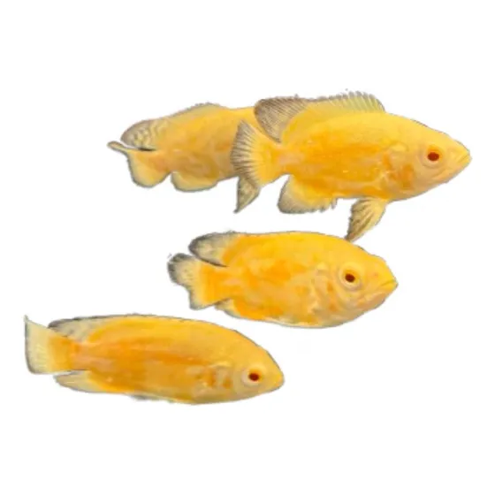 Peixe Oscar Albino Ruby Variante Amarelo Raro