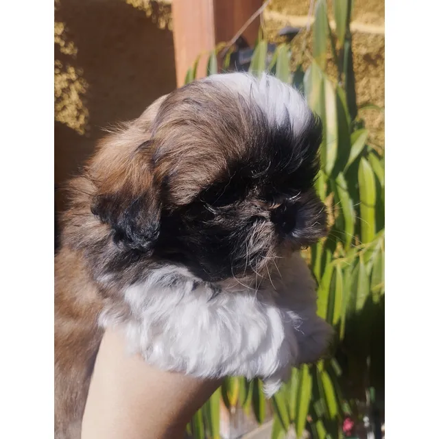 Cachorro Shitzu Macho Tricolor