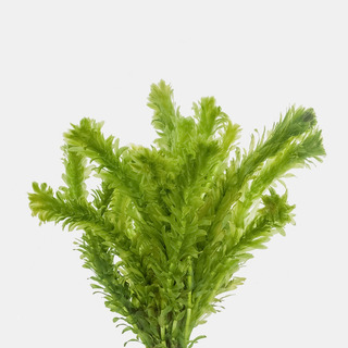 Elodea Planta Acuática Bajos O Medios Requerimientos Elodea Planta Acuática Bajos O Medios Requerimientos