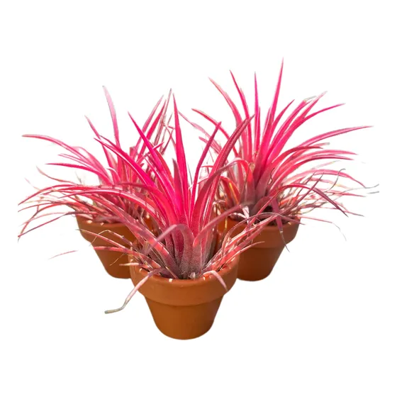 Kit 3 Mudas De Bromélia Tillandsia Ionantha No Vaso De Barro