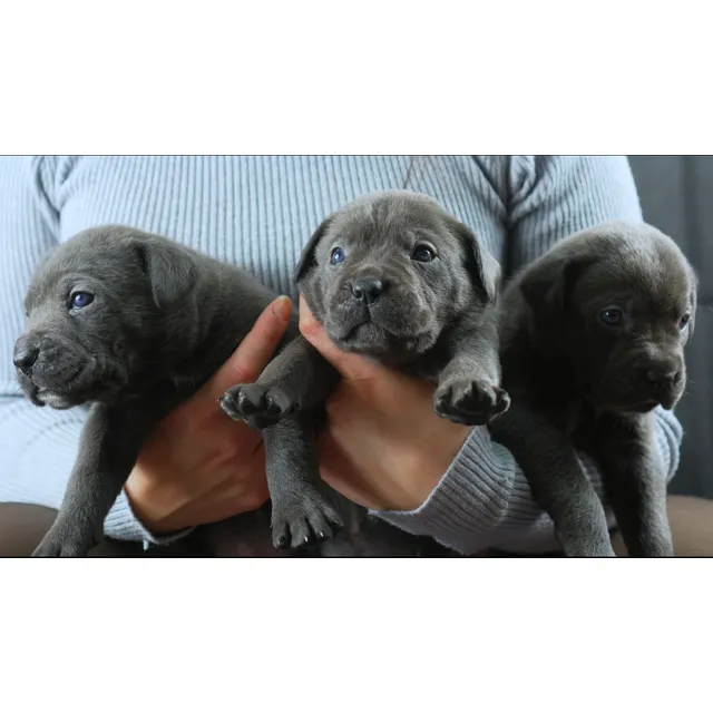 Cane Corsos Inscritos