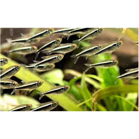 Tetra Neon Negro (hyphessobrycon Herbertaxelrodi) Pact C/ 5
